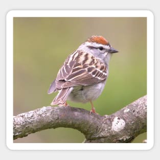 Chipping Sparrow on a big curled tree branch Sticker